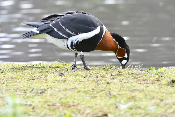 Red Breasted Ganzen Branta Ruficollis Een Weide Buurt Van Water — Stockfoto