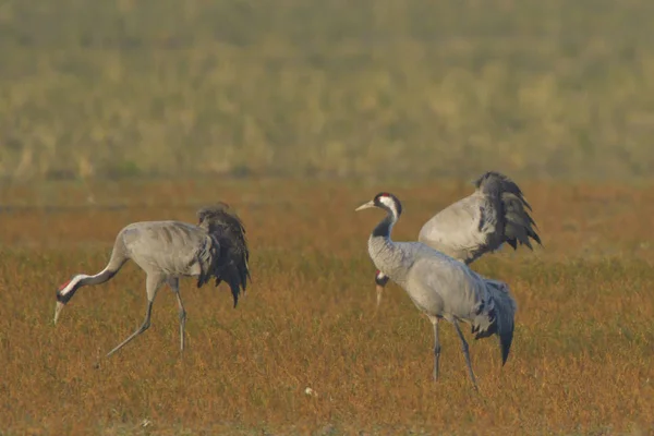 Kraniche Grus Grus Auf Dem Feld Frühling Zugvögel — Stockfoto