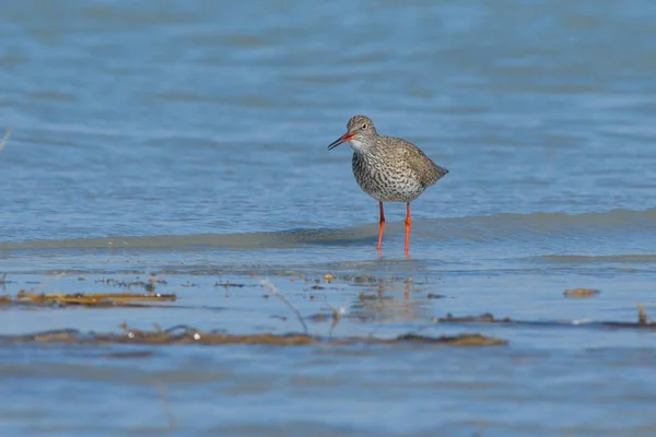 Rotschenkel Tringa Totanus Flachen Wasser — Stockfoto