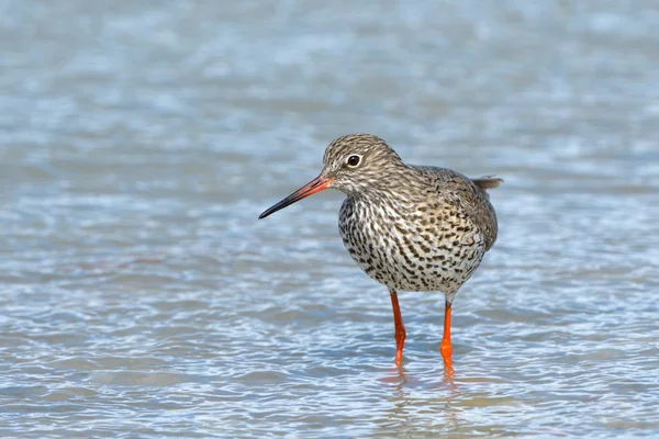 Common Redshank Tringa Totanus Shallow Water — Stock Photo, Image