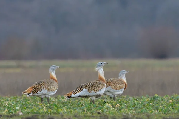 Grande Bustard Otis Tarda Campo Primavera — Fotografia de Stock