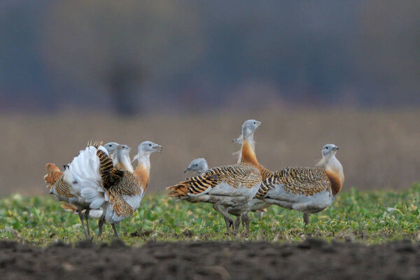 Great Bustard (Otis tarda) on the field in springtime