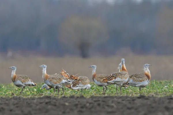 Drop Otis Tarda Polu Wiosną — Zdjęcie stockowe