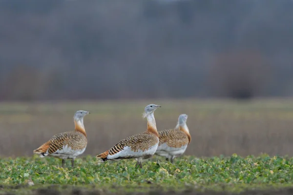 Bra Bustard Otis Tarda Fältet Våren — Stockfoto