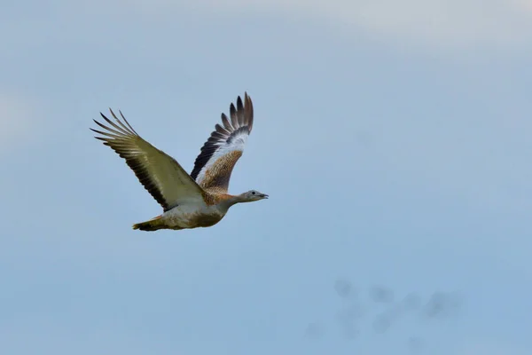 Grande Bustard Otis Tarda Campo Primavera — Foto Stock