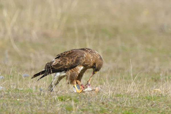 Poiana Comune Buteo Buteo Che Mangia Una Preda — Foto Stock