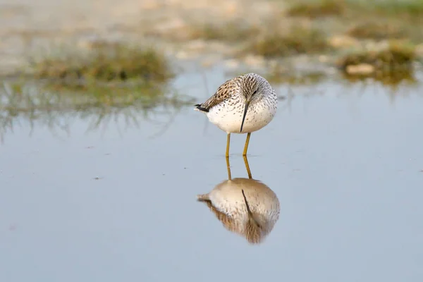 Sumpfwasserläufer Tringa Stagnatilis Flachen Wasser — Stockfoto