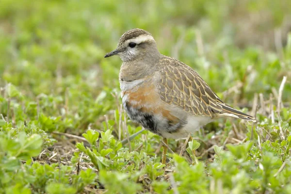 欧亚多特尔 Charadrius Morinellus 上的绿草 — 图库照片