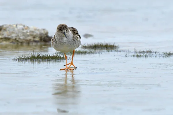 Ruff Philomachus Pugnax Gelo Primavera — Fotografia de Stock