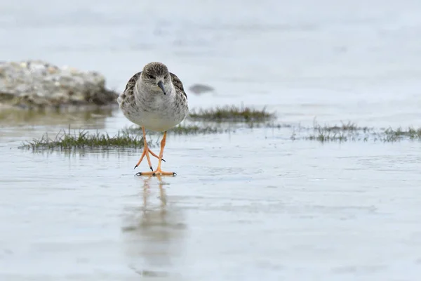 Ruff Philomachus Pugnax Sul Ghiaccio Primavera — Foto Stock