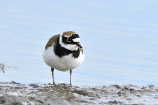 Little Ringed Plover Water Shore Winter — Stock Photo, Image