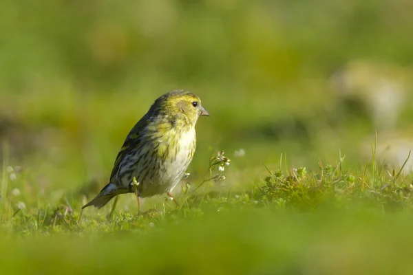 Siskin Eurasiático Suelo Primavera — Foto de Stock