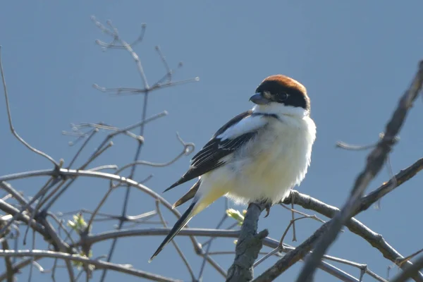 Dzierzba Woodchat Oddział Wiosenny — Zdjęcie stockowe