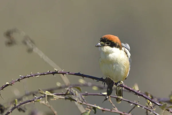 Pie Grièche Woodchat Sur Une Branche Printemps — Photo