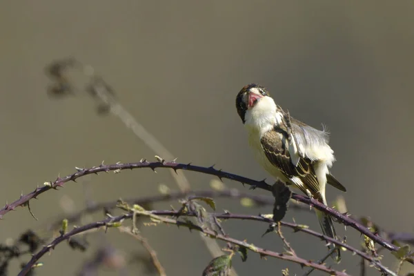 Woodchat Stride Ramo Primavera — Foto Stock