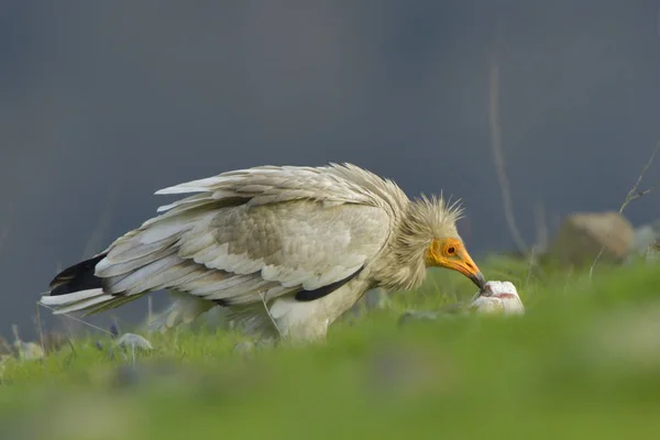 Egyptian Vulture Ground Springtime — Stock Photo, Image