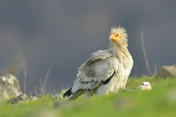 Avvoltoio Egiziano Terra Primavera — Foto Stock