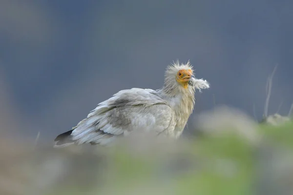 Avvoltoio Egiziano Neophron Perncopterus Che Raccoglie Lana Nido — Foto Stock