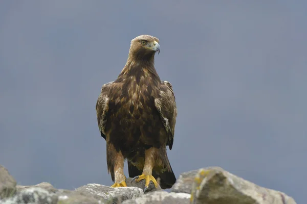 Aquila Reale Aquila Crysaetos Seduto Una Roccia — Foto Stock