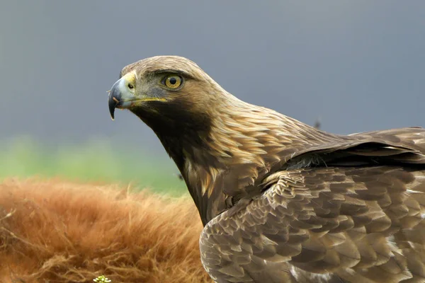 Aquila Reale Aquila Crysaetos Ritratto — Foto Stock