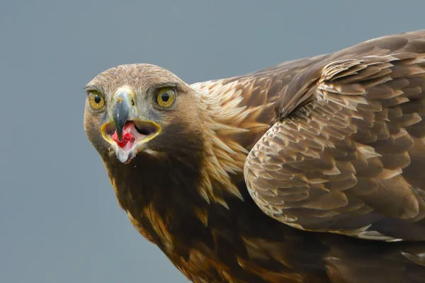 Golden Eagle Aquila Crysaetos Portrait — Stock Photo, Image