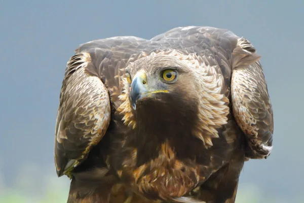 Portret Orzeł Przedni Aquila Crysaetos — Zdjęcie stockowe