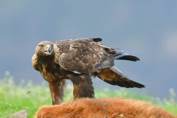 Aquila Reale Che Alimenta Una Carcassa Montagna — Foto Stock