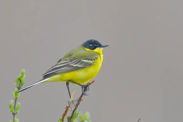 Gele Kwikstaart Motacilla Flava Het Voorjaar — Stockfoto