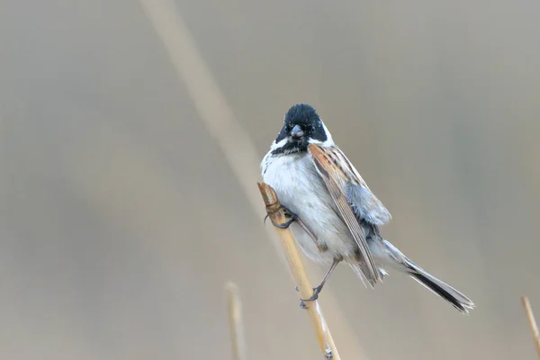 Közös Nádi Sármány Emberiza Schoeniclus Egy Reed Stick — Stock Fotó