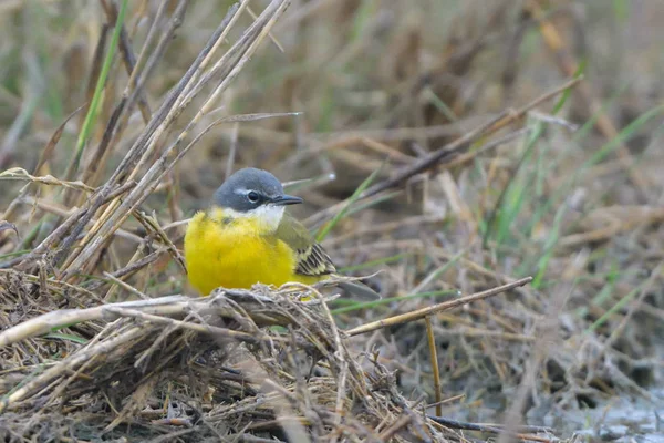 Желтый Хвост Motacilla Flava Весной — стоковое фото