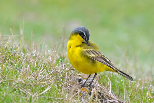 Желтый Хвост Motacilla Flava Весной — стоковое фото