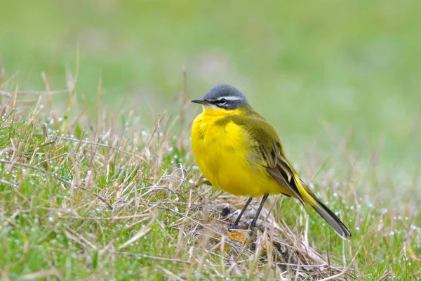 Gele Kwikstaart Motacilla Flava Het Voorjaar — Stockfoto