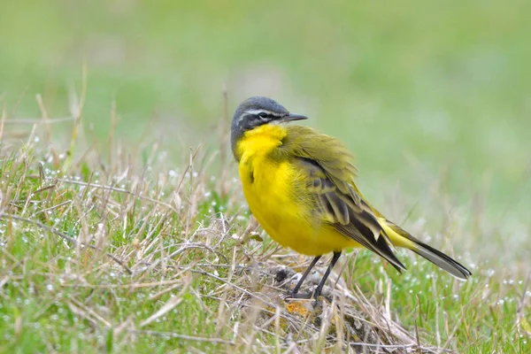 Желтый Хвост Motacilla Flava Весной — стоковое фото