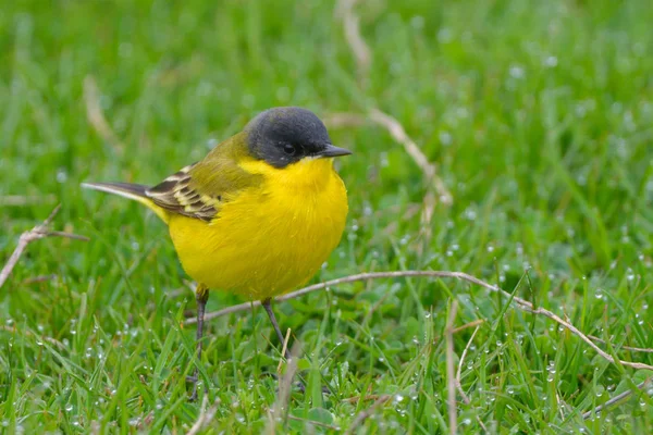 Gele Kwikstaart Motacilla Flava Het Voorjaar — Stockfoto