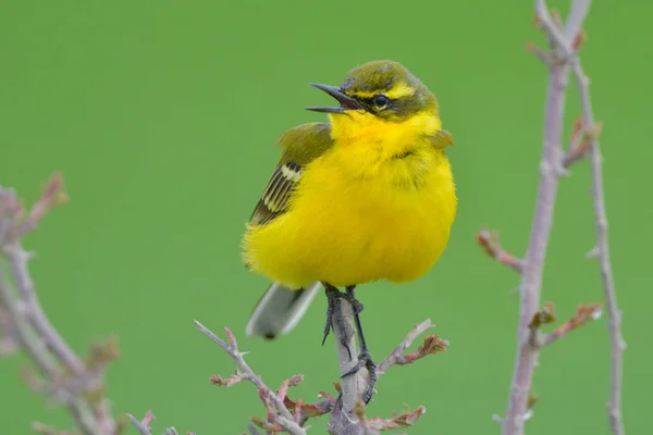 Gulärla Motacilla Flava Våren — Stockfoto