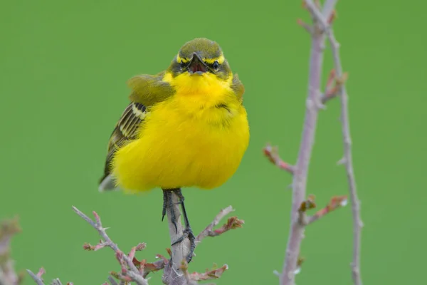 Amarelo Wagtail Motacilla Flava Primavera — Fotografia de Stock