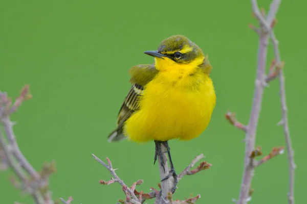 Gele Kwikstaart Motacilla Flava Het Voorjaar — Stockfoto