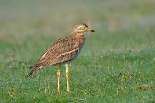 Eurasian Stone Curlew Burhinus Oedicnemus Ground — Stock Photo, Image