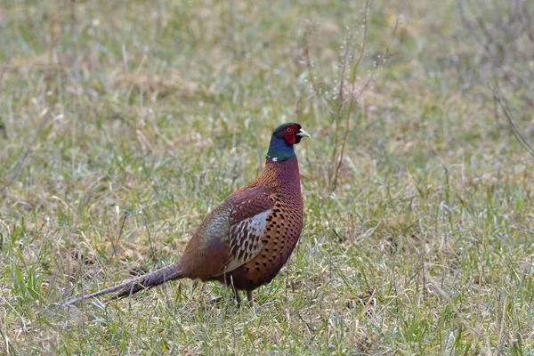 Male Pheasant Field Early Springtime Royalty Free Stock Images