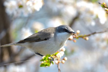 Küçük akgerdan (Sylvia curruca) bir ağaç üzerinde