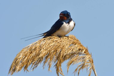 Reed çiçek kırlangıcı (Hirundo rustica)