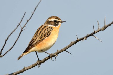 Whinchat (Saxicola rubetra) on a branch clipart
