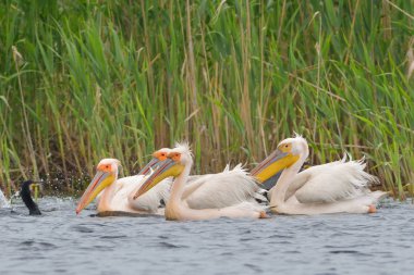 Su beyaz pelikan (Pelecanus onocrotalus)