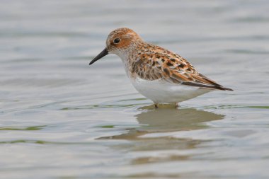 Sığ suda küçük kuşu (Calidris minuta)