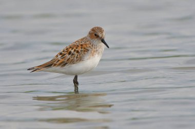 Sığ suda küçük kuşu (Calidris minuta)