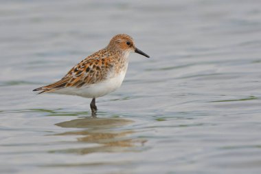 Sığ suda küçük kuşu (Calidris minuta)