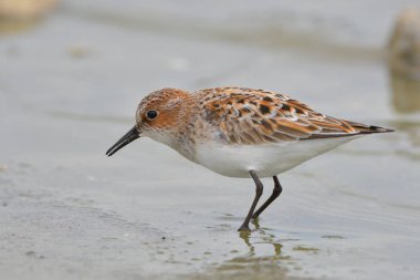 Sığ suda küçük kuşu (Calidris minuta)