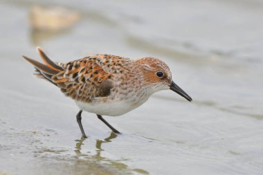 Sığ suda küçük kuşu (Calidris minuta)