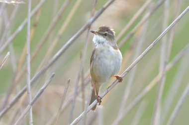 Bayağı kamışçın (Acrocephalus scirpaceus) üzerinde bir kamış