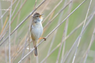 Bayağı kamışçın (Acrocephalus scirpaceus) üzerinde bir kamış